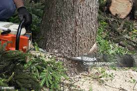 How Our Tree Care Process Works  in  Falconer, NY