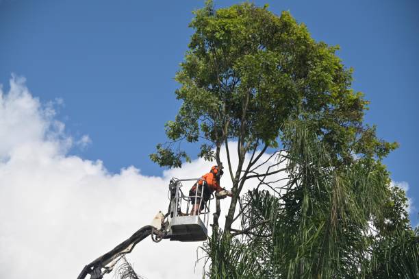 Best Tree and Shrub Care  in Falconer, NY