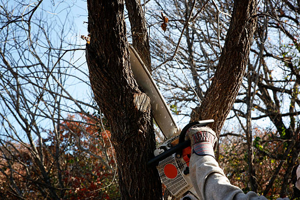 Best Aeration Services  in Falconer, NY