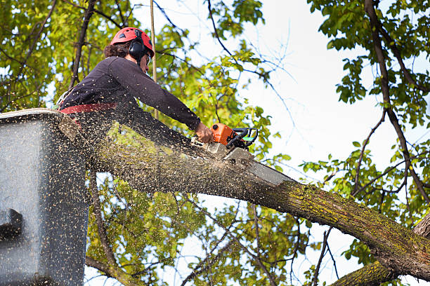 Leaf Removal in Falconer, NY